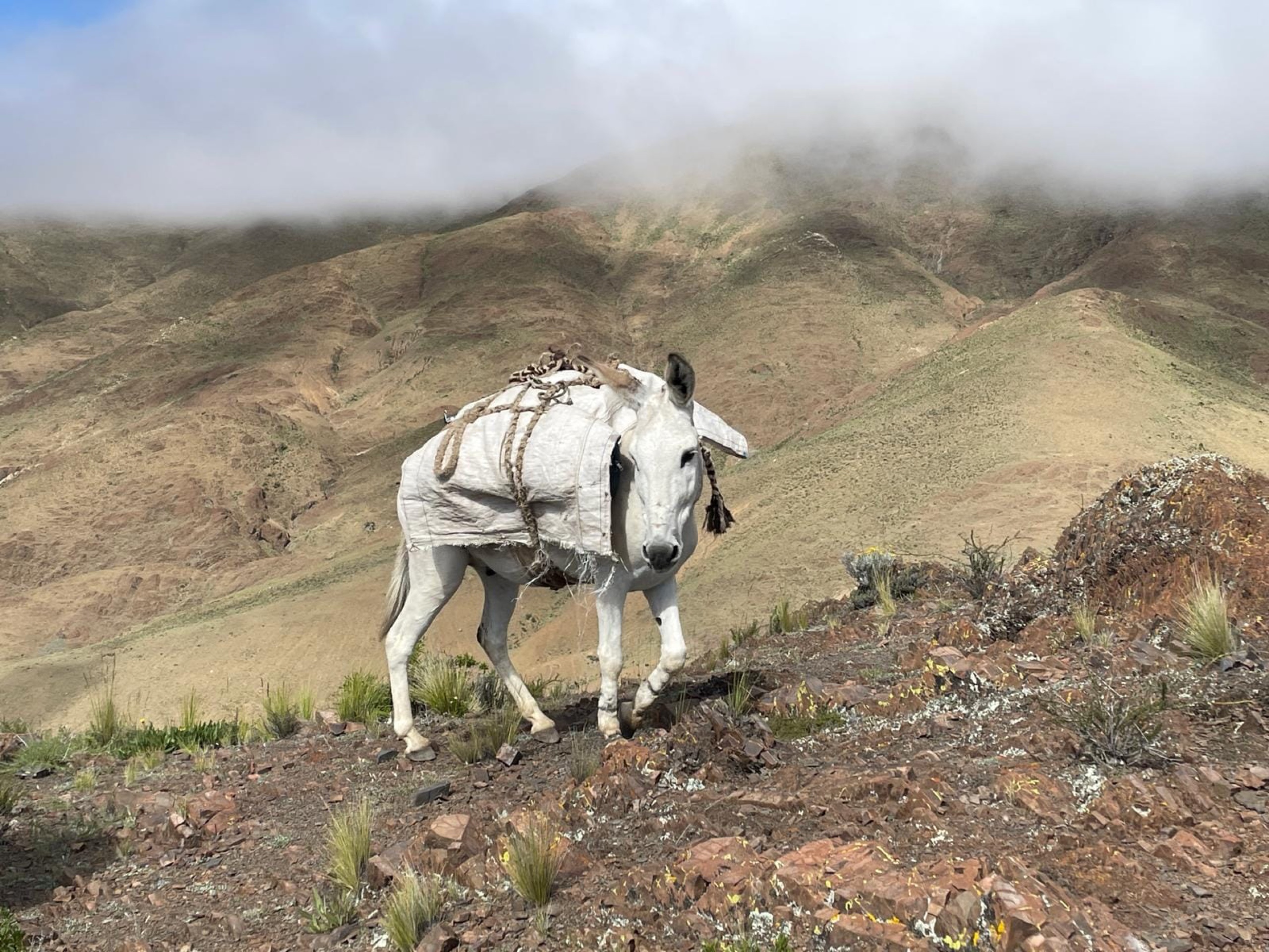 Cabalgata en Salta 1